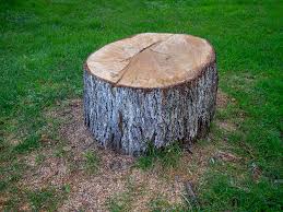 Best Root Management and Removal  in Lamesa, TX